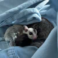 <p>The MSPCA at Nevins Farm is looking for homes for more than 30 sugar gliders who were surrendered from a Western Mass owner.</p>