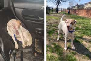 Injured Pup Found Tied To Pole, Granby Police Seek The Person Responsible