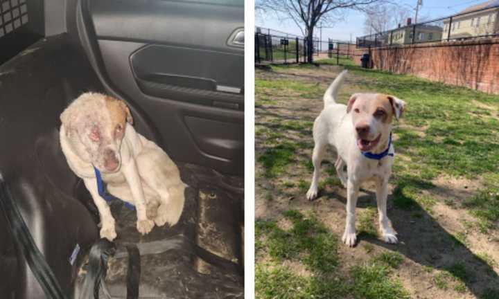 The pup was found tied to a pole but is now well on her way to a happy life.