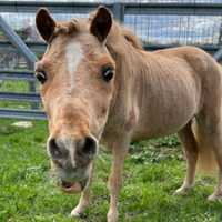 <p>Marty is an independent miniature horse with a lovable, sassy personality.</p>