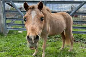 Elderly Mini Pony Seeks Retirement Home, Still Has 'Lots Of Life'