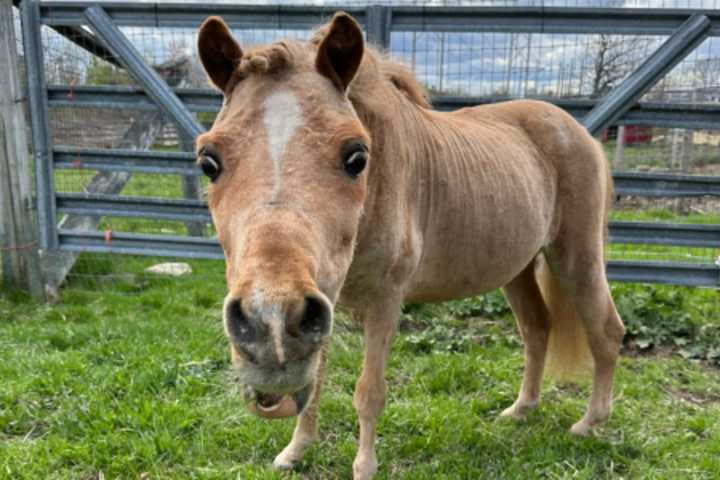 Elderly Mini Pony Seeks Retirement Home, Still Has 'Lots Of Life'