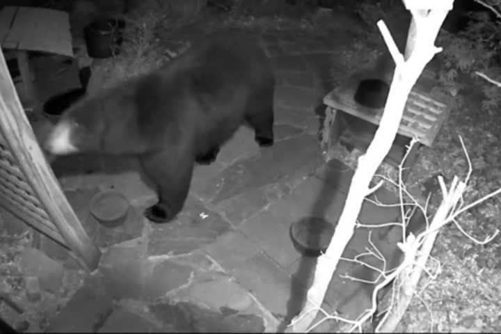 Norfolk County Bear Is Latest In Eastern Mass Post-Hibernation Sightings