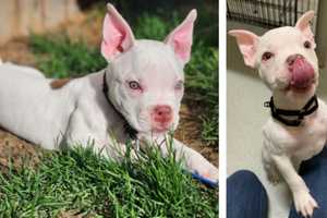 9-Week-Old Puppy Found At Boston High School Needs Complex Surgery