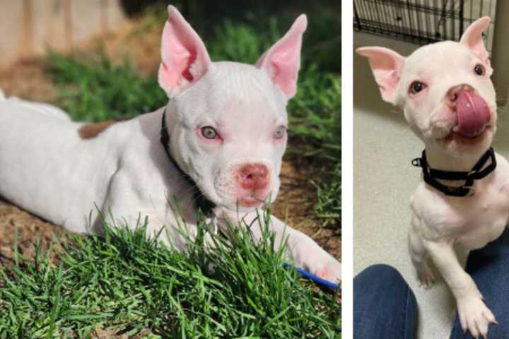 9-Week-Old Puppy Found At Boston High School Needs Complex Surgery