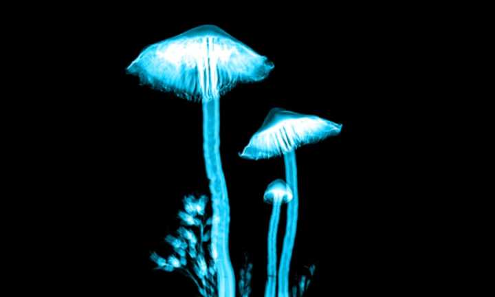 Psilocybin-containing mushrooms