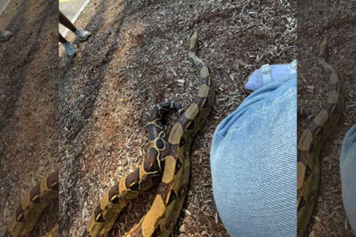 Pet Snake Sends Police On Wild Goose Chase, Terrifies Lexington Parents