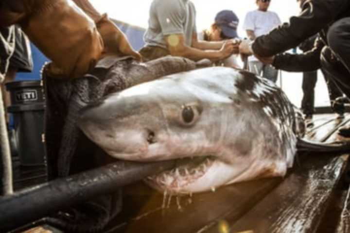 Mass Waters Home To One Of Largest Shark Hotspots Worldwide, New Study Says