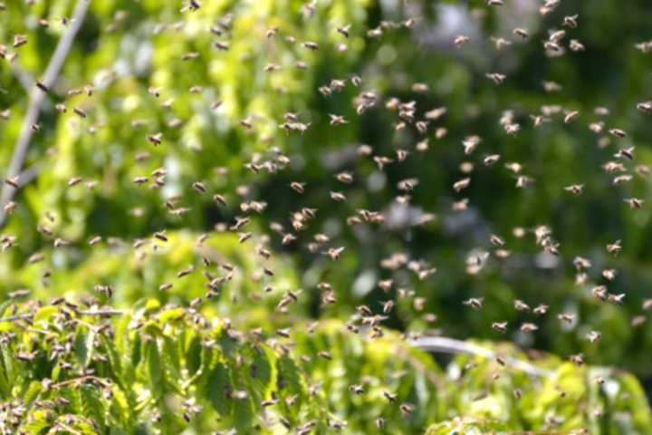 Child Hospitalized After Bee Attack At Topsfield Summer Camp; Many Others Stung