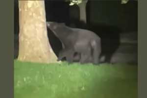 WANTED: Black Bear, Last Seen Licking Tree In Quincy (WATCH)