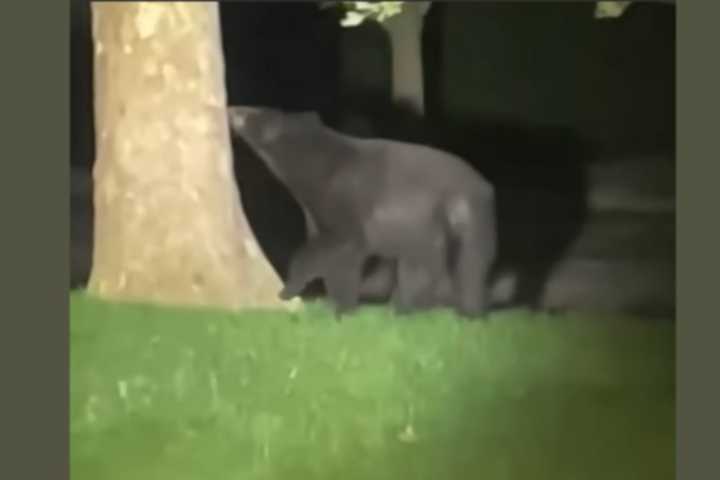 WANTED: Black Bear, Last Seen Licking Tree In Quincy (WATCH)