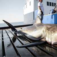 Meet the Great Whites Spotted Off Cape Cod (And Stay 'Shark Smart')