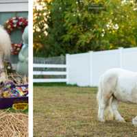 <p>Stewie Vuitton made an official video submission to the competition, complete with bunny ears, decor, and Cadbury eggs, but he usually forgoes the set dressing and spends his time outside.</p>