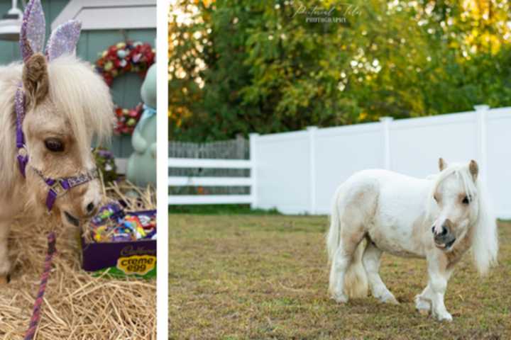 Massachusetts Pony 'Stewie Vuitton' Could Be Next Cadbury ... Bunny?