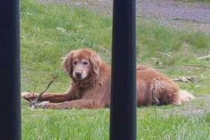 Bedford Dog Disappears During Thunderstorm