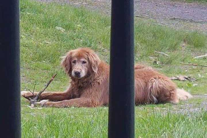 Bedford Dog Disappears During Thunderstorm