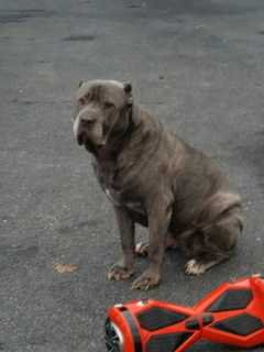 Two Recent Sightings Of Missing Pleasantville Dog Reported