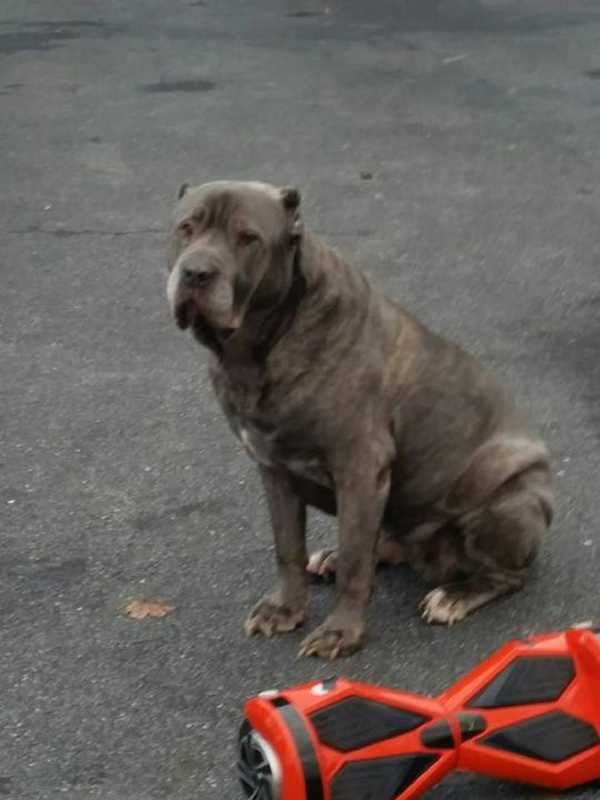 Two Recent Sightings Of Missing Pleasantville Dog Reported