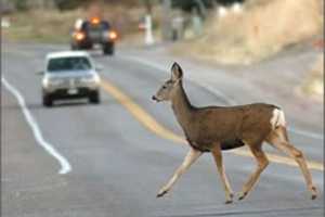 It's Mating Season, So Watch Out For Deer On The Roads 