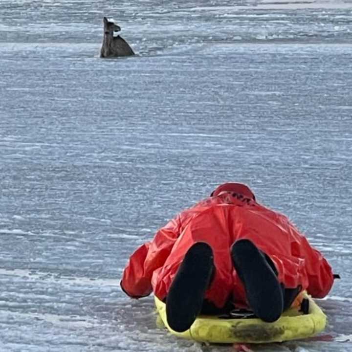 A Suffolk County police officer sleds out to save the deer.