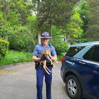 ‘GOAT’ Trooper Saves Scared Deer In Holyoke: 'This Is Why He Get's The Big Bucks'