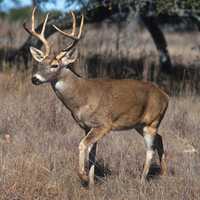 COVID-19: Outbreak Of Virus In Deer Population Could Be Trouble For Humans, Scientists Say