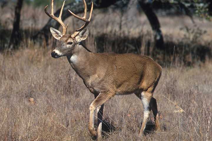 COVID-19: New Study Finds Significant Virus Spread Among Deer Population