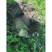 Deer Rescued After Falling Into Septic Tank In Region