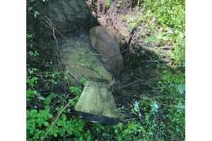 Deer Rescued After Falling Into Septic Tank In Phillipsport