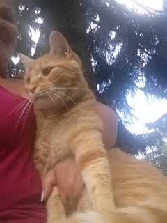Mahopac Woman Needs Help Finding Lost Tabby