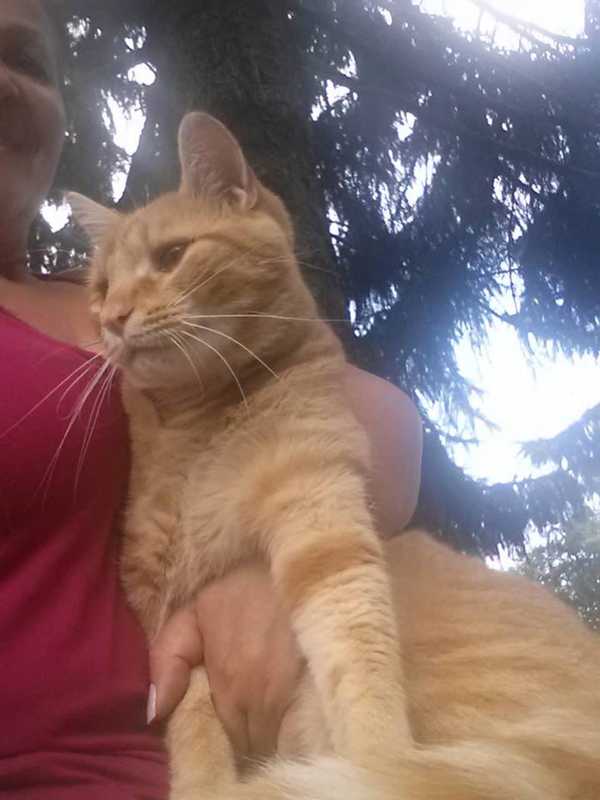 Mahopac Woman Needs Help Finding Lost Tabby