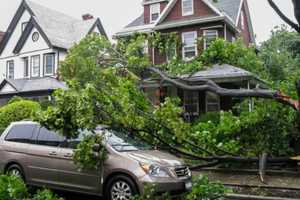 When A Tree Falls: Important Information That May Affect Your Insurance