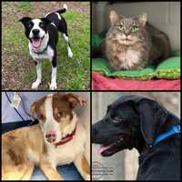 Need A New Best Friend? Westchester SPCA Highlights Pets Of Week