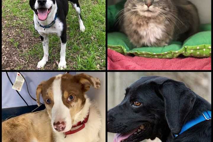 Need A New Best Friend? Westchester SPCA Highlights Pets Of Week