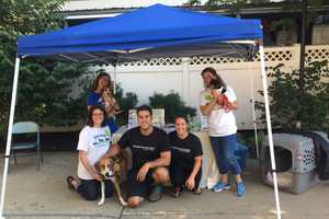 Adopt A Pet At Rhinebeck's Dog Adoption Day
