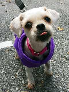 Diamond Is SPCA Pet Of The Week