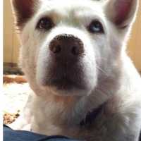 Dina Is SPCA Pet Of The Week