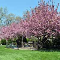 <p>Members of the Scarsdale American Legion Post 52 have created a Memorial Garden on Mamaroneck Road.</p>