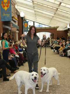 Pups Parade Down 'Main Street' At Waveny LifeCare In New Canaan
