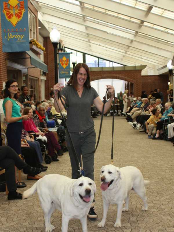 Pups Parade Down 'Main Street' At Waveny LifeCare In New Canaan