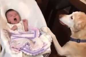 VIDEO: Wayne Dog Rocks Baby To Sleep