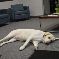 <p>Sunny relaxes at Delaney Computer Services in Mahwah.</p>