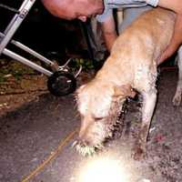 Duo From NY Accused Of Animal Cruelty After Dogs Found Covered In Porcupine Quills