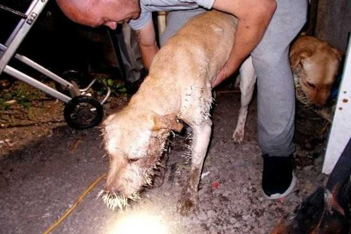 Duo From NY Accused Of Animal Cruelty After Dogs Found Covered In Porcupine Quills