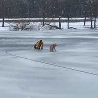Dog Rescued From Partially Frozen Long Island Pond