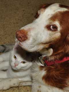 White Plains' Hudson Valley Pet Food Pantry Celebrates Anniversary 