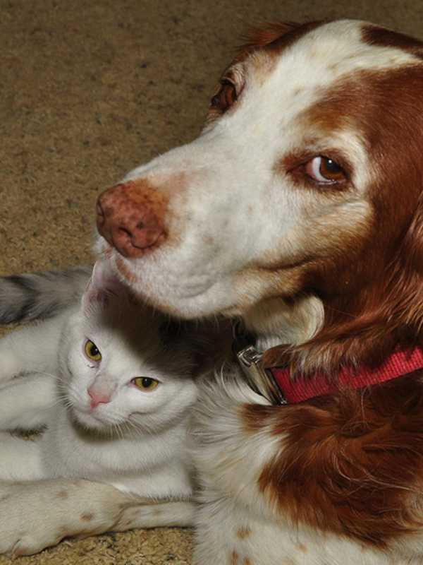 White Plains' Hudson Valley Pet Food Pantry Celebrates Anniversary 