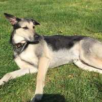 Police Search For Driver Who Fatally Struck Dog In Suffolk County