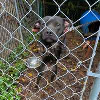 Animal Cruelty Case Discovered Following New Haven County Dogfighting Investigation, Police Say