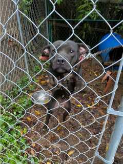 Animal Cruelty Case Discovered Following New Haven County Dogfighting Investigation, Police Say